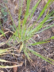 Bromus laevipes