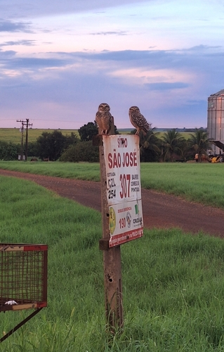 Burrowing Owl