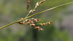 Juncus mexicanus