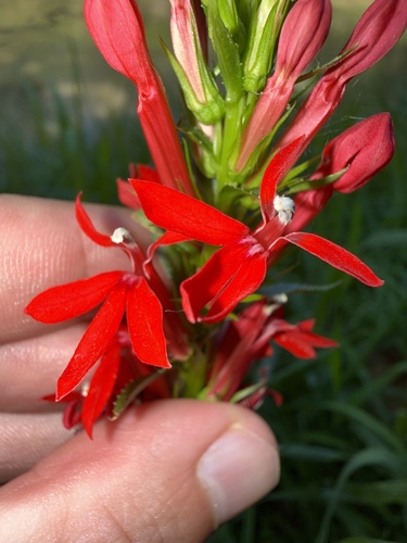 cardinal flower
