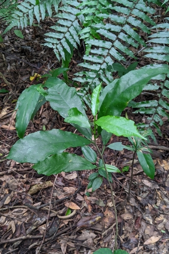 Ficus formosana