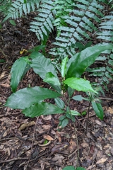 Ficus formosana