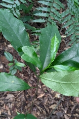 Ficus formosana, photograph (c) 許文俊, some rights reserved (CC BY-SA)