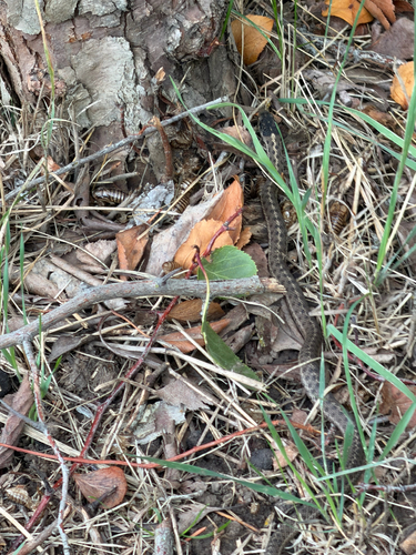 Western Terrestrial Garter Snake