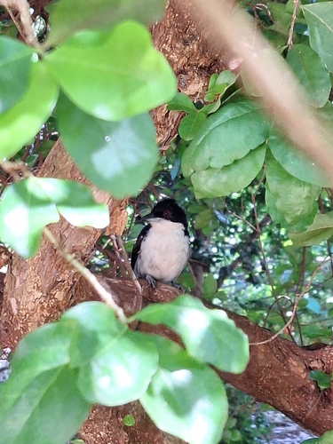 Great Antshrike