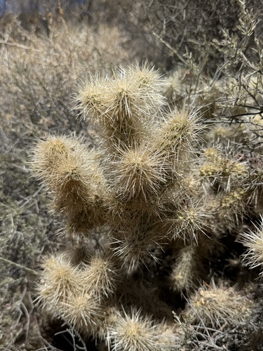 Cylindropuntia chuckwallensis