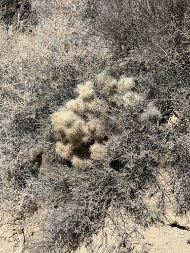 Cylindropuntia chuckwallensis, photograph 2