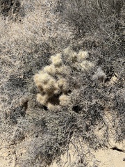 Cylindropuntia chuckwallensis, photograph (c) Ian McFaul, some rights reserved (CC BY)