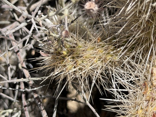 Cylindropuntia chuckwallensis, photograph 3