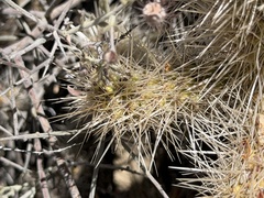 Cylindropuntia chuckwallensis, photograph (c) Ian McFaul, some rights reserved (CC BY)