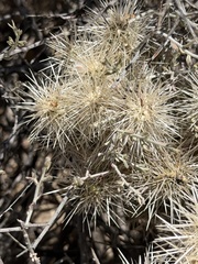 Cylindropuntia chuckwallensis, photograph (c) Ian McFaul, some rights reserved (CC BY)