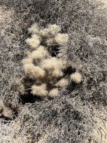 Cylindropuntia chuckwallensis, photograph 5