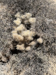 Cylindropuntia chuckwallensis, photograph (c) Ian McFaul, some rights reserved (CC BY)
