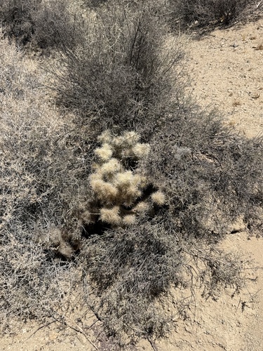 Cylindropuntia chuckwallensis, photograph 6