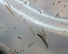 Dendrocoelidae