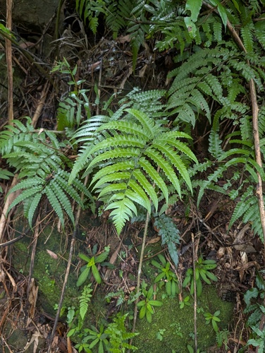 Diplazium dilatatum observed 2026-09-02