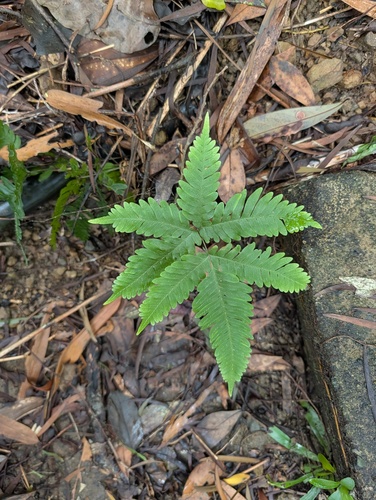 Pteris fauriei observed 2026-09-02