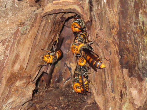 Northern giant hornet