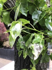 Podosphaera leucotricha