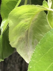 Podosphaera leucotricha