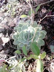 Echeveria simulans