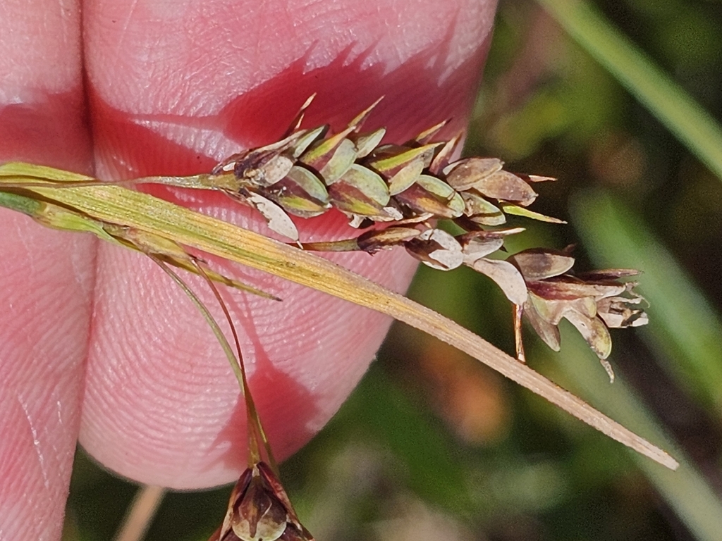 Carex magellanica; photograph (c) Norma Malinowski, some rights reserved (CC BY)