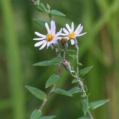 Athrixia phylicoides