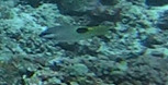 Saddleback Hogfish