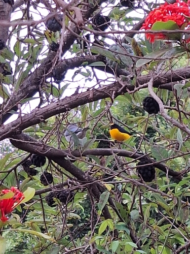 Purple-throated Euphonia