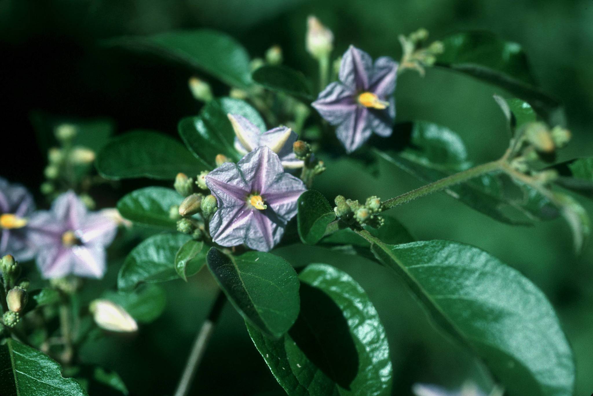 Lycianthes virgata