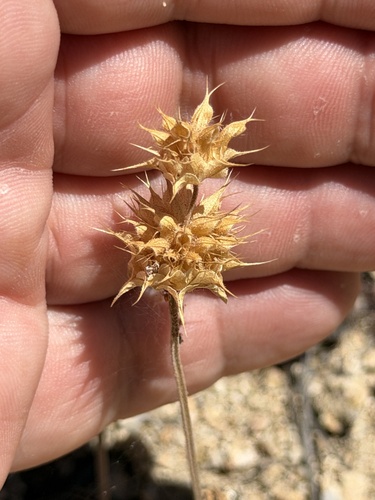 Salvia columbariae