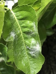 Podosphaera leucotricha