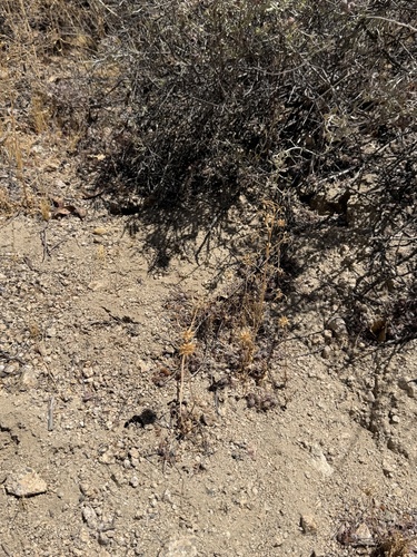 Salvia columbariae, photograph 2