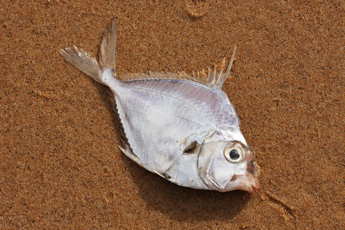 Gewone ponyvis (Leiognathus equulus) — Leiognathidae — 2