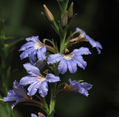 Scaevola nitida
