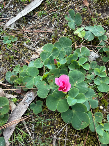 Purple woodsorrel