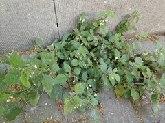 Solanum nigrum