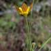 Ranunculus austro-oreganus - Photo (c) lcwimmer1, algunos derechos reservados (CC BY-NC), subido por lcwimmer1