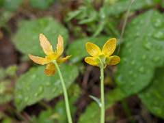 Ranunculus austro-oreganus