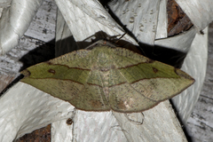 Hypochrosis hyadaria