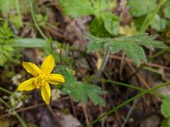 Ranunculus austro-oreganus