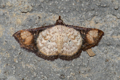 Corgatha atrimargo