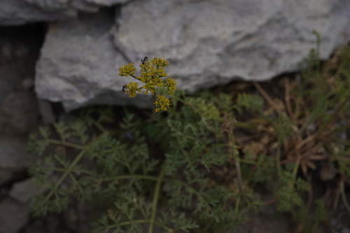 Pteryxia terebinthina observed 2026-07-19