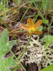 Ranunculus austro-oreganus