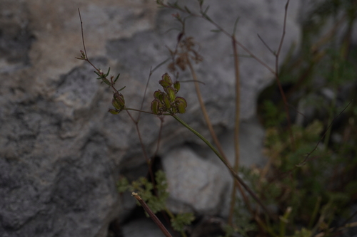 Pteryxia terebinthina observed 2026-07-19