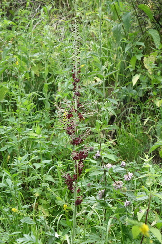 Veratrum nigrum, photograph 5