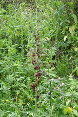 Veratrum nigrum, photograph (c) Oleg Kosterin, some rights reserved (CC BY)