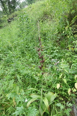 Veratrum nigrum, photograph (c) Oleg Kosterin, some rights reserved (CC BY)