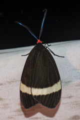 Pidorus glaucopis