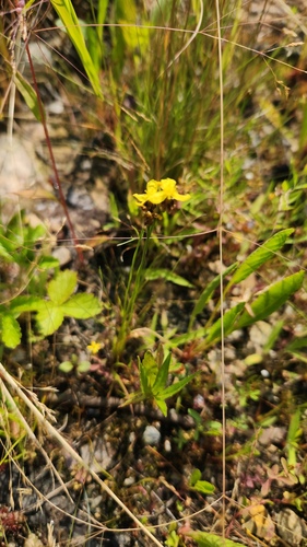 Xyris difformis, photograph 6